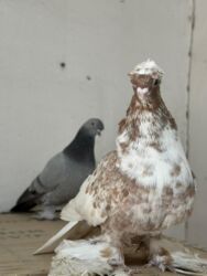 купить домашних курей: Продаю двух голубей! Порода носочубый и двухчубый! Возраст весенние! at lalafo.kg купить домашних курей: Продаю двух голубей! Порода носочубый и двухчубый! Возраст весенние!