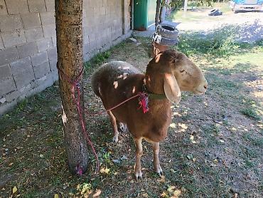 Продаю | Баран (самец) | Арашан | Для разведения at lalafo.kg Продаю | Баран (самец) | Арашан | Для разведения