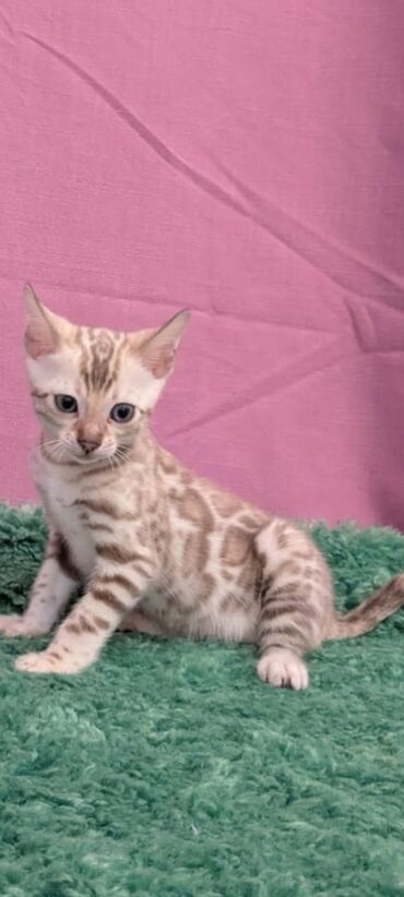 Продажа кошек: Бенгальская, 1 месяц, Девочка, Белый, Кастрирована, Приучена к лотку, Проглистована — 3