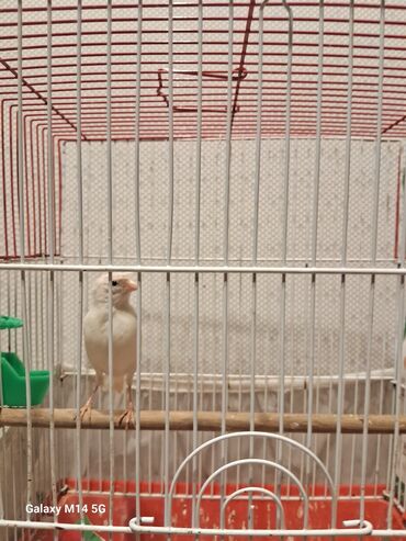 Digər quşlar: Kanareyka quşları və qəfəs Məhsul təsviri: - Şəkillərdə ağ və sarı — 6