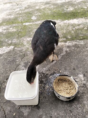 Ördəklər: Erkək, | Lal ördək, Damazlıq, Ünvandan götürmə — 19