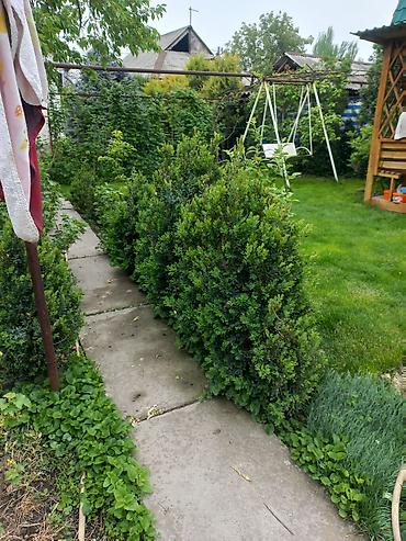 Самшит: Самшит (Buxus sempervirens) — саженцы и сформированные кусты для живых — 2