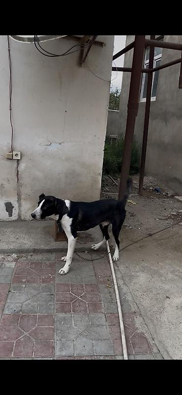 it ucun yataq: Qurdbasar, 10 ay, Erkək, Peyvəndli, Ünvandan götürmə — 2