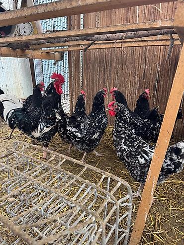 Куры, петухи: Продаю | Цыплята | Для разведения — 10