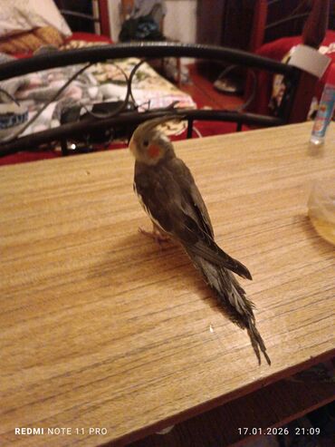 Tutuquşları: Bir dənə 2 ay 2 günlük korela balası Dişiyə oxşayır Sağlamdır öz — 8