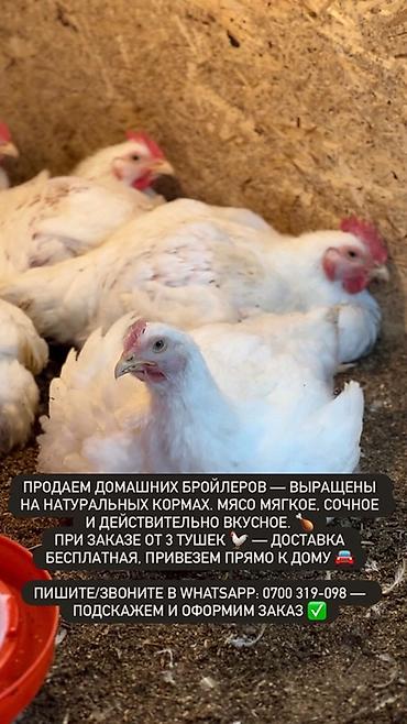 Бройлер: Продаем домашних бройлеров — выращены на натуральных кормах с особым — 9