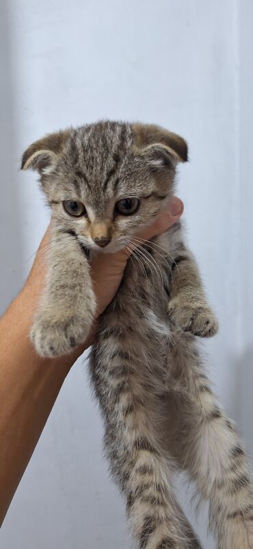 котенок бесплатно: Добрый день,отдам котят в хорошие руки,всё кушают, проглистованы все