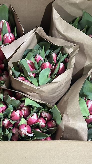 Букеты из живых цветов: Тюльпаны, срезка в крафт-упаковке. - Ассортимент оттенков — 10