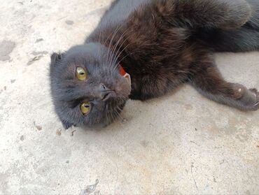 сиамская вислоухая кошка: Отдаю в добрые руки вислоухого кота, 10 месяцев, приучен к лотку, в