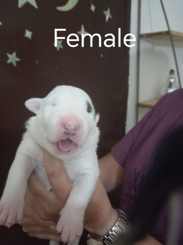 psi za lov: Sinai State kennel new litter Standard bull terier Štenci starosti
