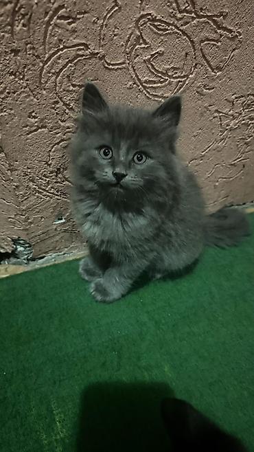котенок скотиш страйт: Скотиш Страйт (Шотландская прямоухая), 2 месяца, Мальчик, Серый, С прививками — 3