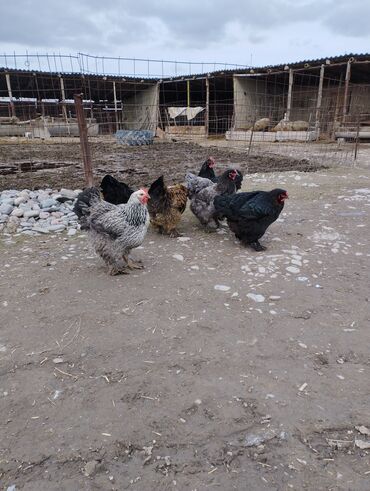 яйцо перепелиное в Кыргызстан | МОЛОЧНЫЕ ПРОДУКТЫ И ЯЙЦА: Яйцо брама светлый мраморный куропачатый черный