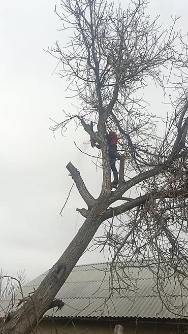 Спил деревьев, заготовка дров: Бак кыйууу бак жыгуу отун дрова — 12