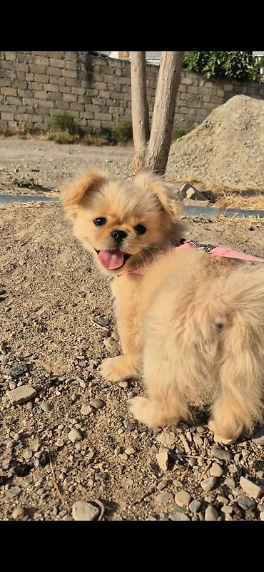pekines satisi: Pekines, 4 ay, Dişi, Ünvandan götürmə — 4