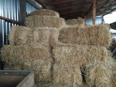 где купить кукурузу для попкорна в бишкеке: Арпа саман, ячменая солома тюк по 250