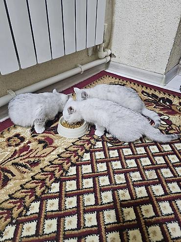 Шотландские котята чистокровные. 1девочка 2 мальчика. От рождения 2