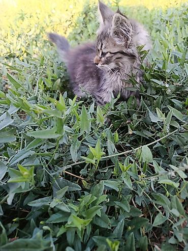 сиамская кошка даром: Кошка даром: Сибирская, Девочка — 1