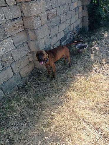 pitbul balaları: Pitbul, 2 il, Erkək, Cütləşmə üçün, Ödənişli çatdırılma, Ünvandan götürmə — 1