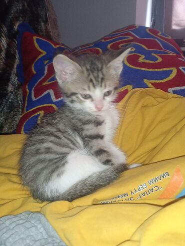 котенок ашера: 3 месяца, Мальчик, Приучена к лотку