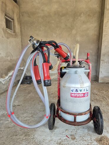 Inəklər, öküzlər: Dişi, il: 1, 500 kq, Damazlıq, Südlük, Ətlik
