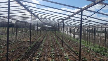 Boçkalar və çəlləklər: Salam parnik satılır uzunu 45m eni 12 metir buronni tubadı 2 yarım
