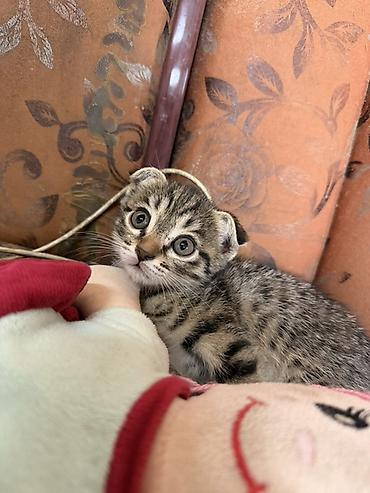 кот сфинкс: Котята в добрые руки. Порода: шотландская вислоухая и прямоухая В — 2
