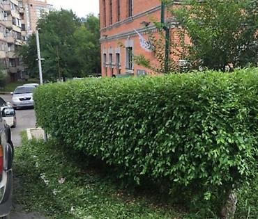 Другие товары для дома и сада: Услуги Садовника Стрижка живой изгороди Уборка дикой травы Покос at lalafo.kg — 24 Другие товары для дома и сада: Услуги Садовника Стрижка живой изгороди Уборка дикой травы Покос — 24