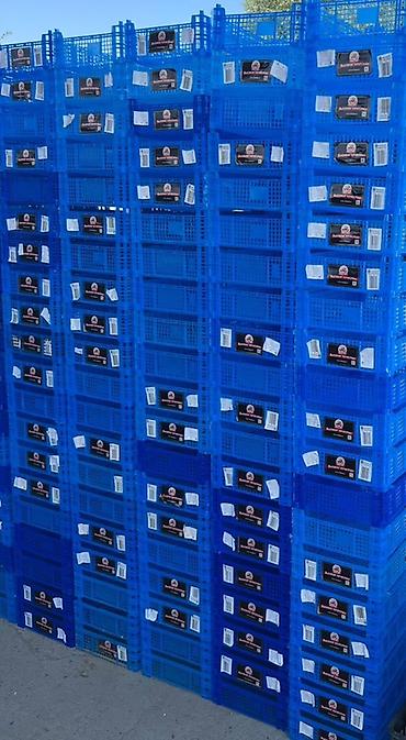 Ящики: Продаю ящики Пластиковые перфорированные ящики (сетки) синего — 1