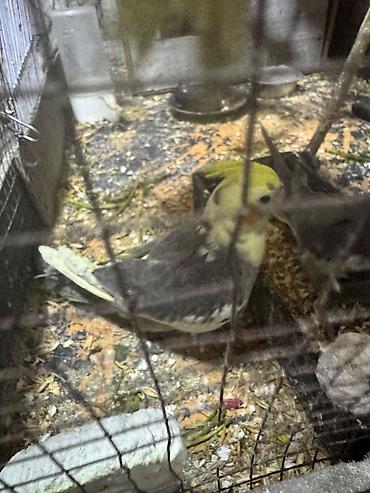 qus sesleri: Nymph paraket (Cockatiel) – sarı lələk tacı və yanaqlarda narıncı — 2