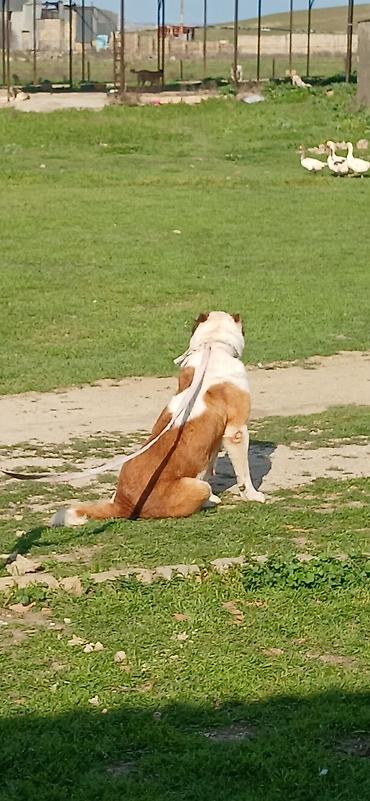 İtlər: Alabay, 3 il, Dişi, Peyvəndli — 5