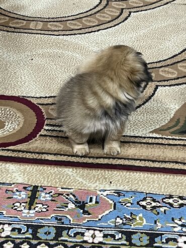 it ucun tasma: Pekines, 2 ay, Dişi, Peyvəndli, Ünvandan götürmə, Ödənişli çatdırılma