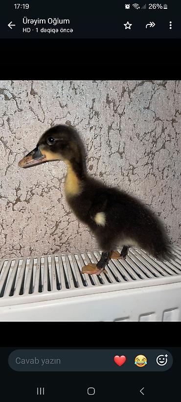pomeranian satılır: Ördəy balası satılır . Ördəyin altında çıxıb tam sağlam təmiz — 1