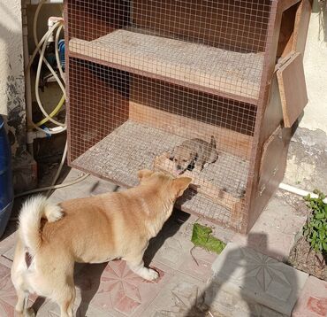 İtlər: Çixuahua, 2 ay, Erkek
