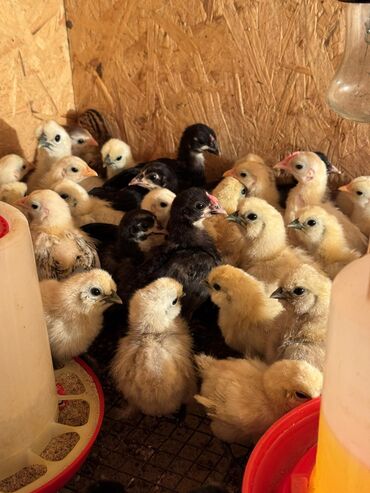 продать петуха мраморного кохинхина: Продаю | Куры, Петух, Цыплята | Домашняя | На забой, Для разведения, Несушки