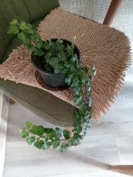 Buket güllər: Elan başlığı: Плющ 10 ман Təsvir: Daxili məkan üçün sarmaşıq (Hedera