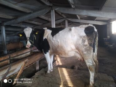 Коровы, быки: Продаю | Корова (самка) | Голштин, Алатауская | Для молока | Племенные, Стельные