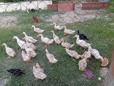 lalafo goyercin satisi: 19 ədəd Pekin ördəyi. kesilmeli ordeklerdi. otlaq yerde saxlayıram — 1