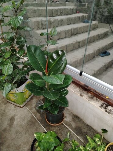 bamya toxumu nədir: Fikus elastika (Kauçuk ağacı) – dekorativ otaq bitkisi - Növ: Ficus
