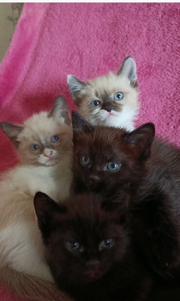 собака овчарки: Котята от домашней кошки с сиамским окрасом. - Помет: 4 котёнка. -