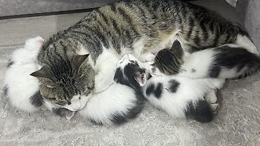ищу котят: Беспородная, 2 месяца, Мальчик, Биколор, Приучена к лотку — 8