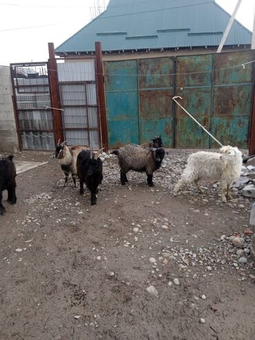 Козы, козлы: Продаю | Коза (самка) | Полукровка | Для разведения — 6