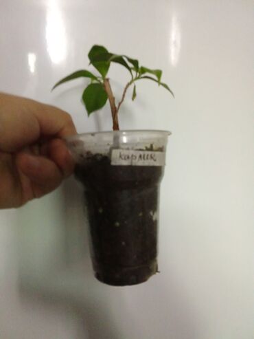 Садовые цветы и кустарники: Саженцы цветка — 6