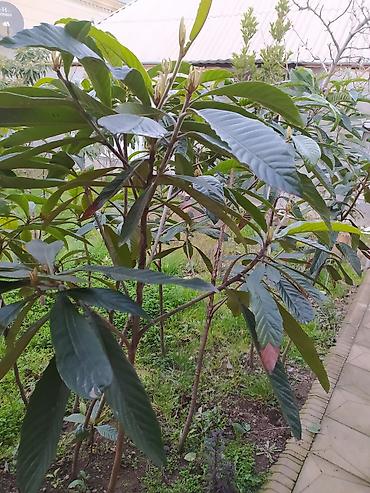 dekorativ ağac topiariya: Nespoli (Eriobotrya japonica) fidanları - Bitki tipi: Həmişəyaşıl — 3