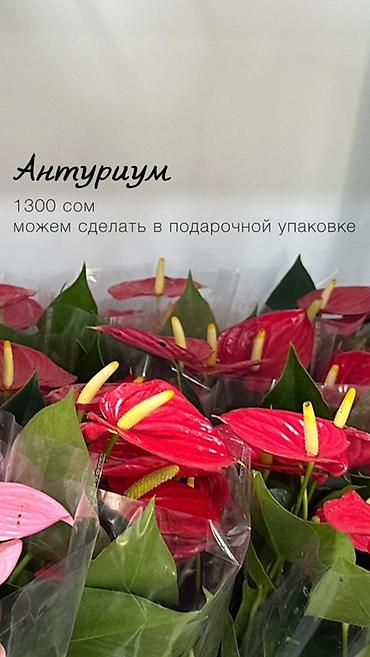 молочай цветы: Комнатные растения в наличии🌿 Как всем известные, так и редкие — 4
