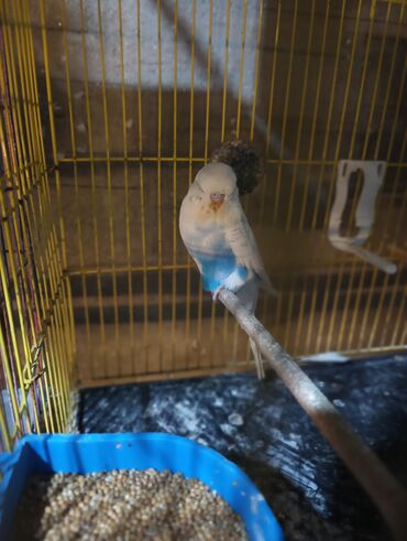 Tutuquşları: Cex cütlük altında 4 balasi ilə qefes yuva hər bir şeyli hazır quslar — 4