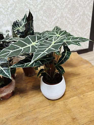 кой аштоо: Алоказия Полли 650 и 1200 — 2