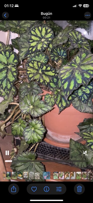 Otaq bitkiləri: Beqonya yarpaqlari koklu biri 1 azn. Minimum 5 ede satilir. Catdirilma — 7