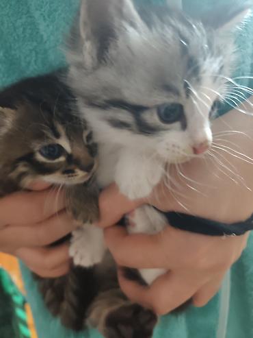 котята дарлм: Котята, 2 малыша из одного помёта: - Окрас: один тигровый табби с — 7
