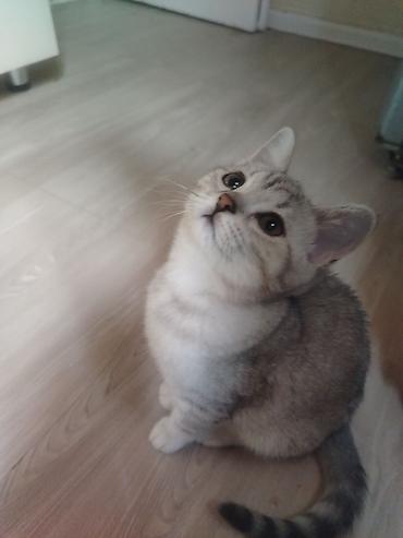 Pişiklər: Gümüş rəngli balaca pişiklər – zərif və mehriban ev heyvanları - Növ — 1