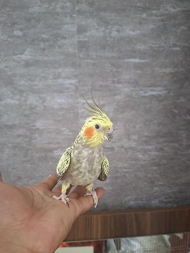 korella satışı: Nimfa (Cockatiel) cütlüyü – əl öyrəşmiş, sakit xasiyyətli, insanla — 2